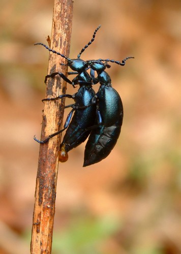 Violet oil beetles
